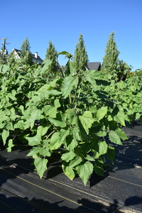 plantside