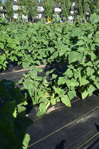 plantside