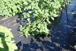 plantside