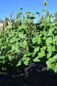 plantside