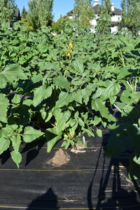 plantside