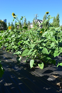 plantside