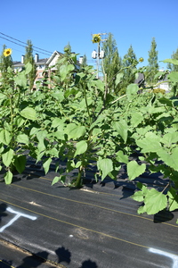 plantside