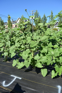 plantside