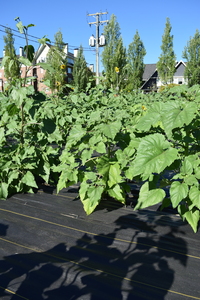 plantside