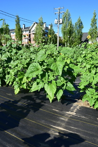 plantside
