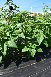 plantside