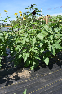 plantside
