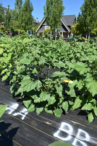 plantside