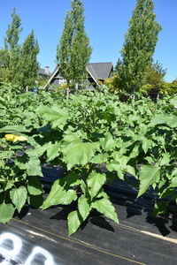plantside
