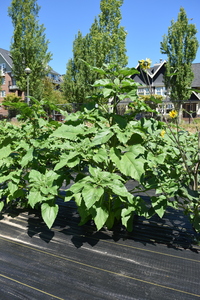 plantside