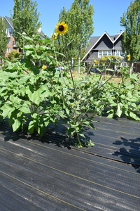 plantside