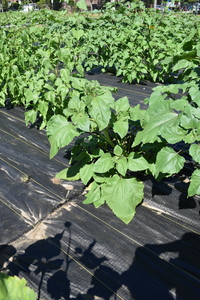 plantside