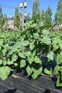 plantside