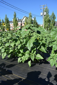 plantside