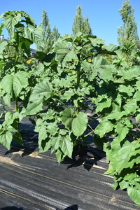 plantside