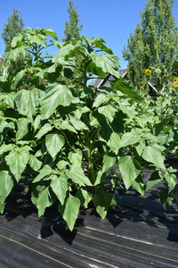 plantside