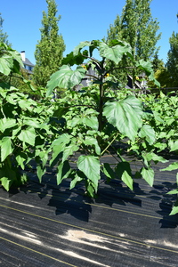plantside
