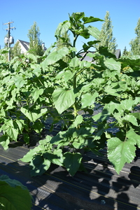 plantside