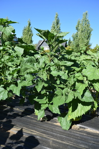 plantside