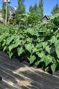 plantside