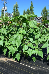 plantside