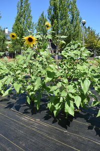 plantside