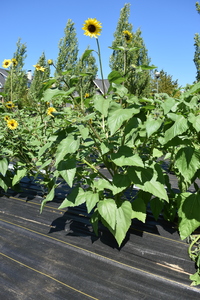 plantside