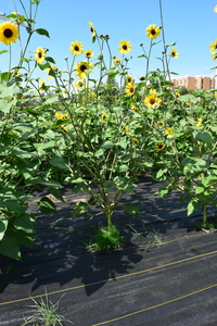 plantside