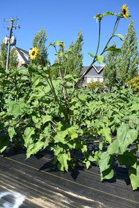 plantside