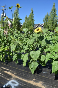 plantside