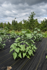 plantside