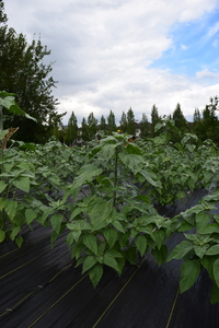 plantside