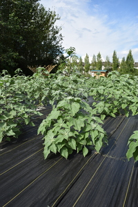 plantside