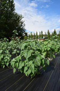 plantside