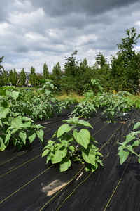 plantside
