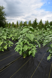 plantside