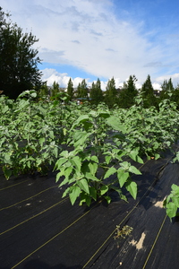 plantside