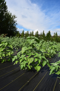 plantside