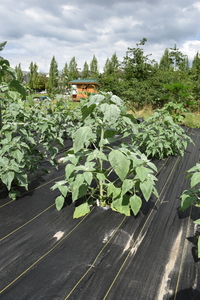 plantside