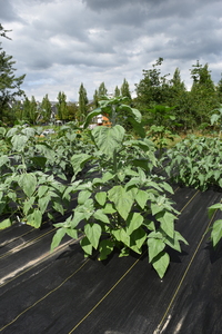 plantside