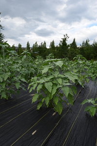 plantside