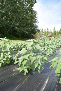 plantside