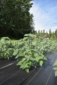 plantside