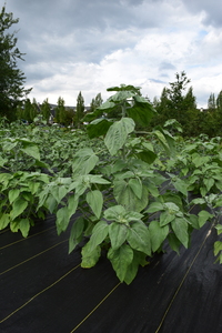 plantside