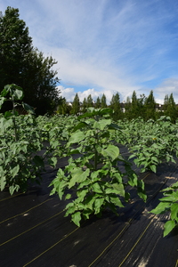 plantside