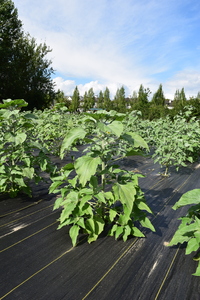 plantside