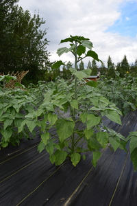 plantside