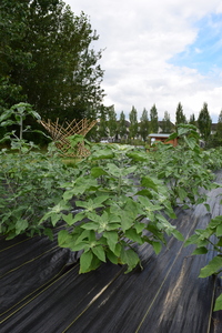 plantside