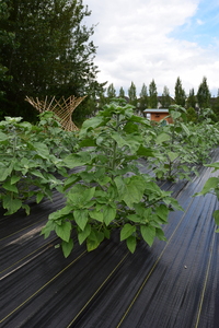plantside
